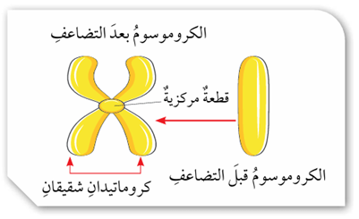 تضاعف الكروموسوم تضاعف الكروموسوم